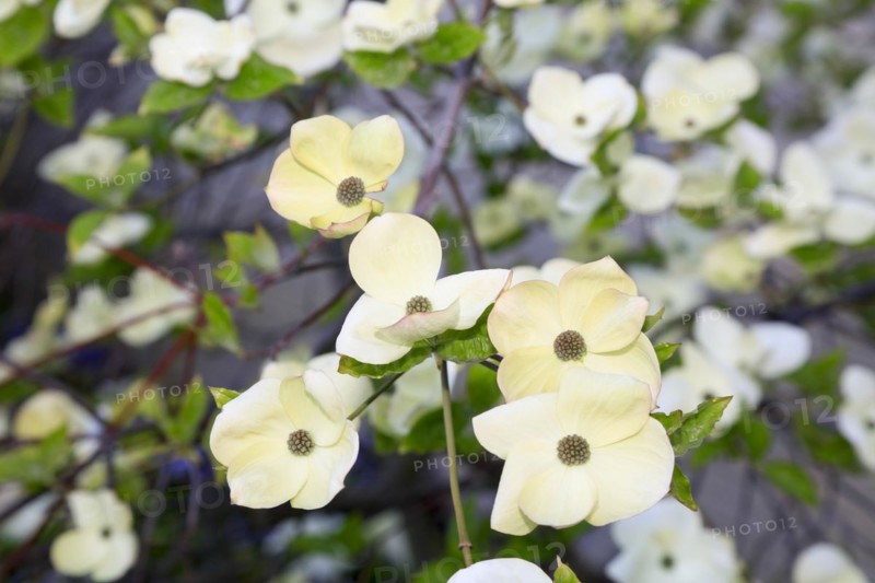 Flowers in the spa gardens