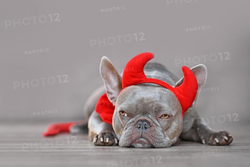 Cute French Bulldog dog wearing red devil horns