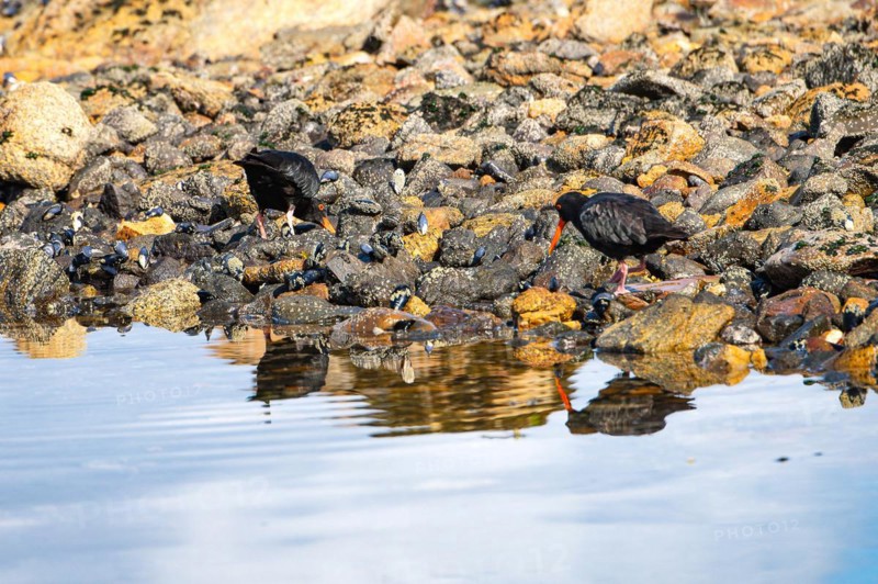 Variable oystercatcher