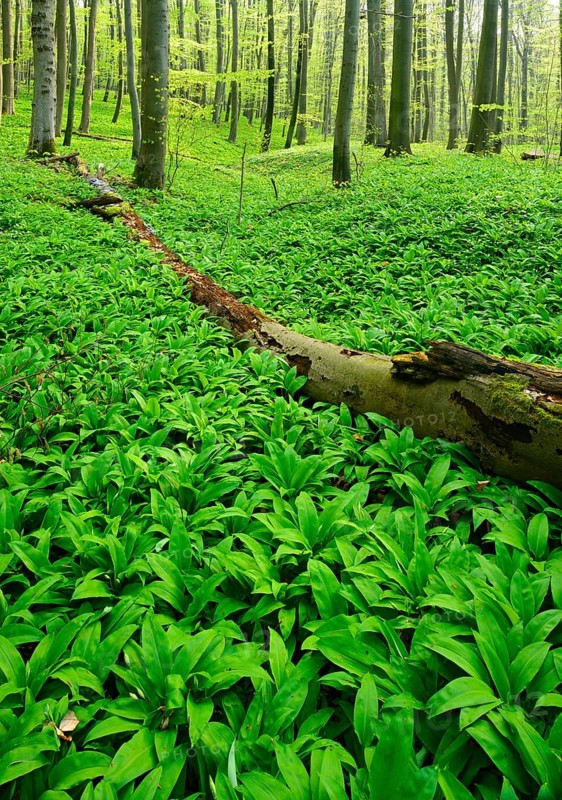 Untouched natural beech forest in spring