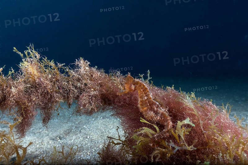 Short-snouted seahorse