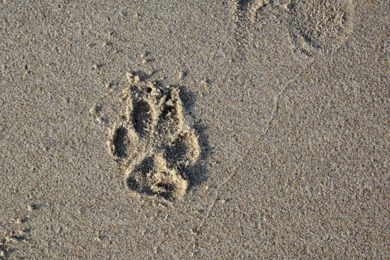 Top view of single dog paw print on wet sand beach