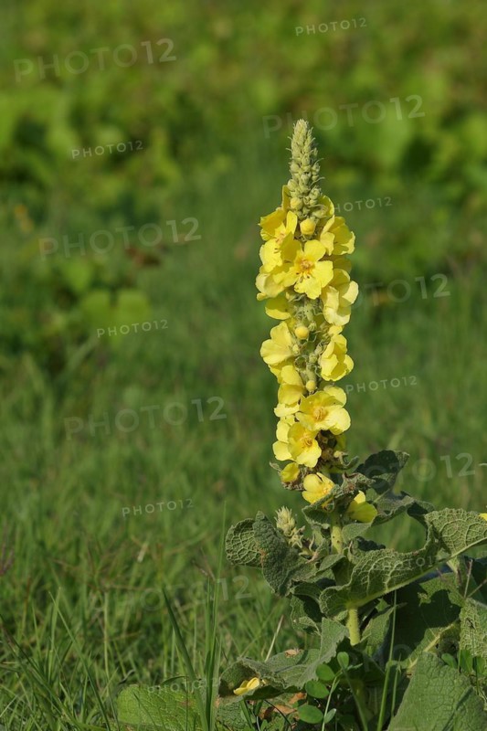 Dense-flowered mullein