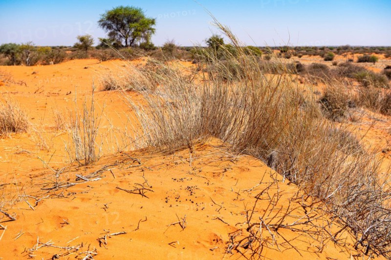 Kalahari Anib Lodge