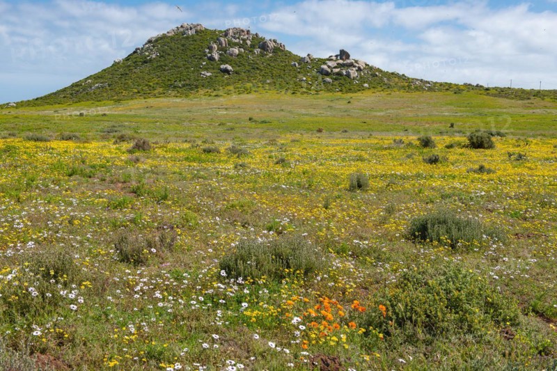Postberg Section