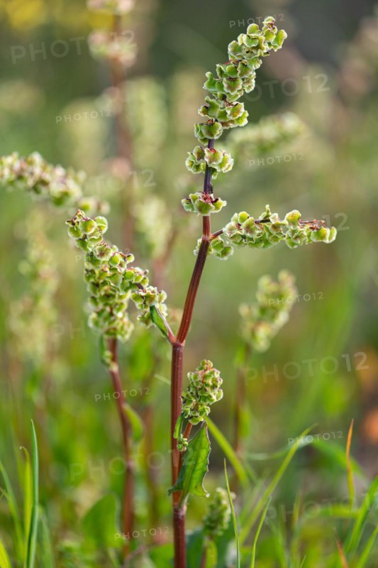 Rumex lanceolatus ?? Renosterveld Reserve