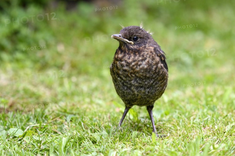 Blackbird