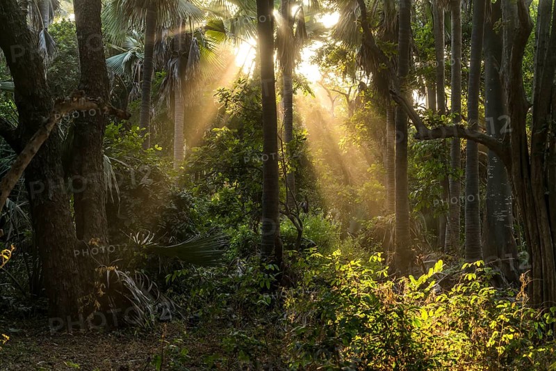 Sunbeams in the jungle
