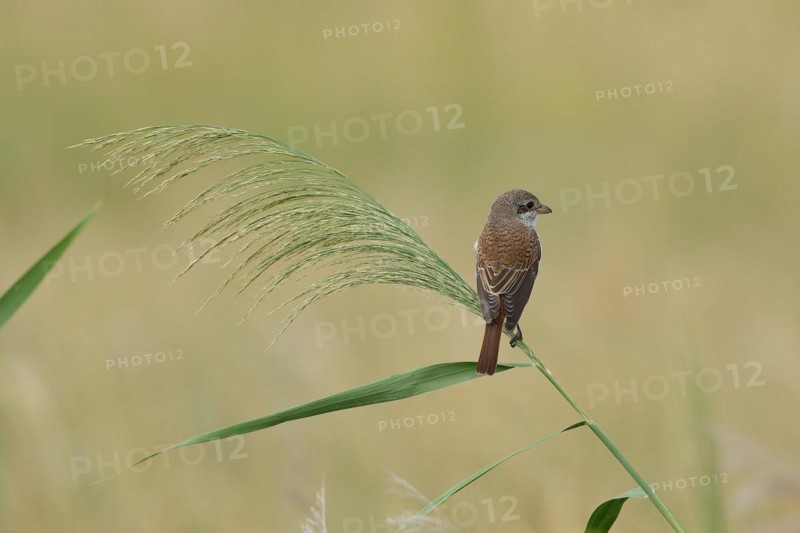 Red-backed Shrike