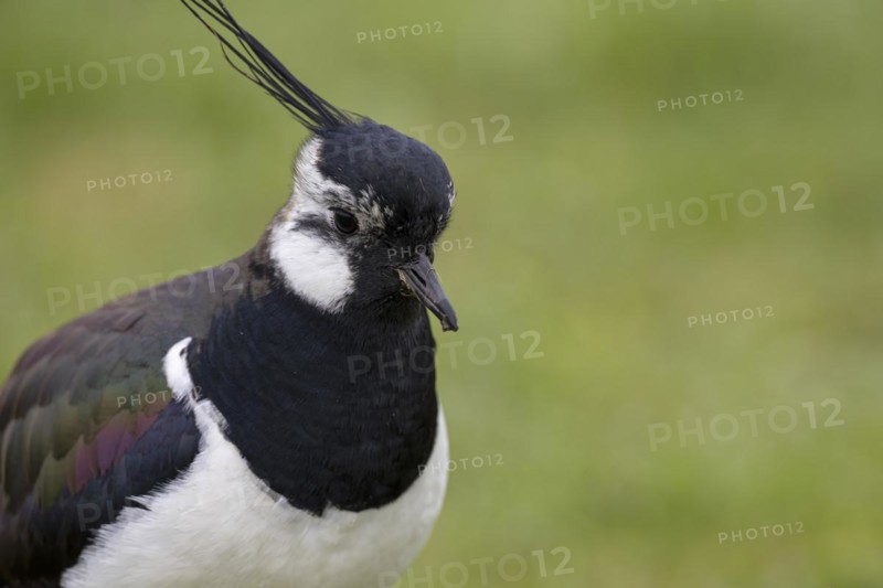 Northern lapwing