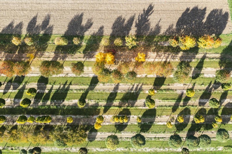 Tree nursery