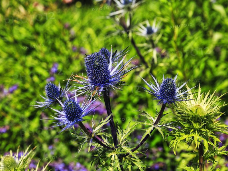 Alpine sea holly