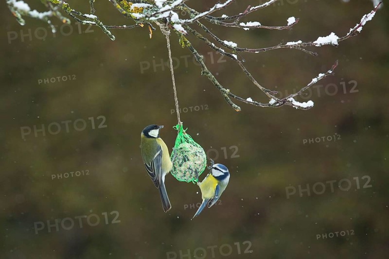Blue tit with great tit hanging on tit dumpling looking at each other