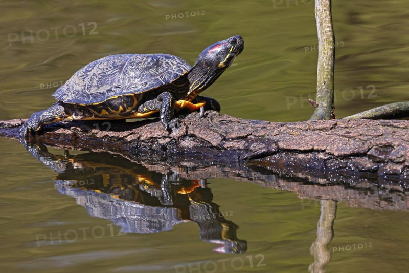Red-eared slider