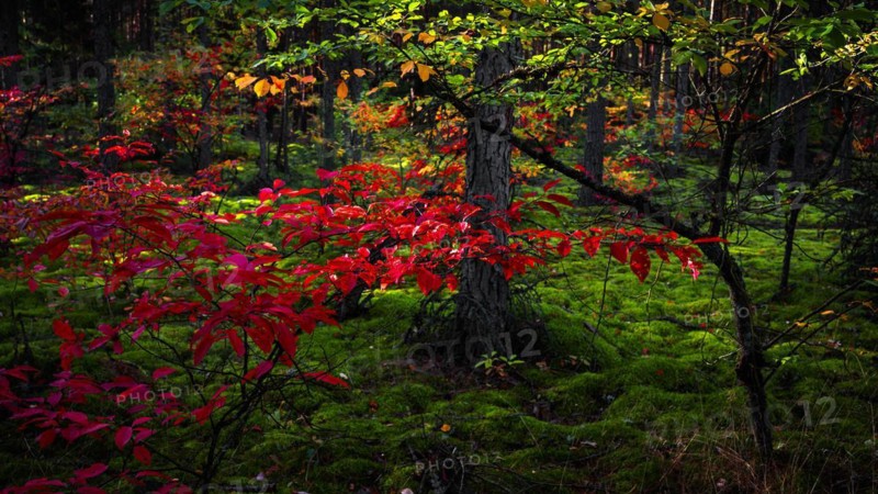 Autumn colours near Hermannsburg in Suedheide