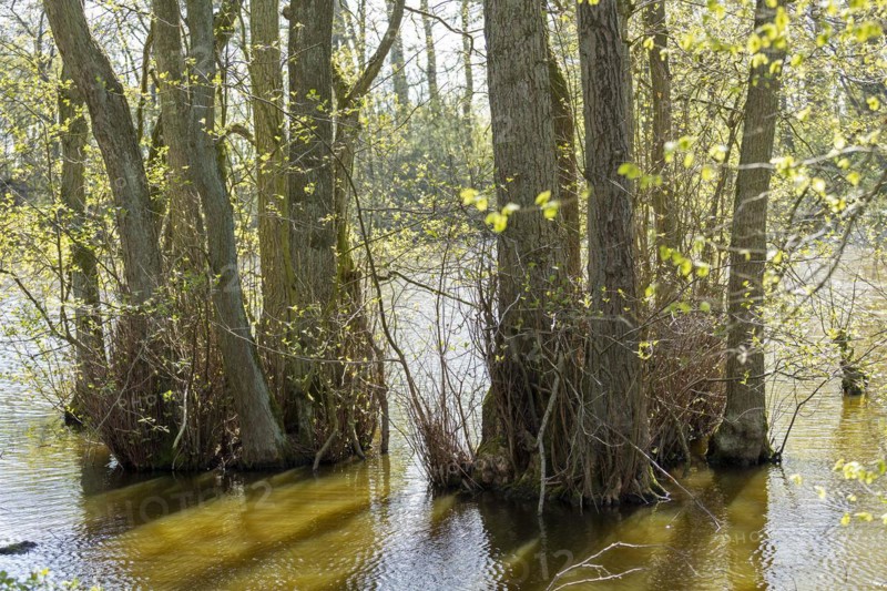 Trees