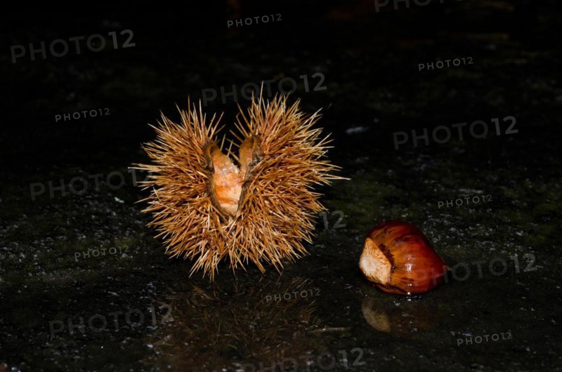 Chestnut with Fruit on Black Background