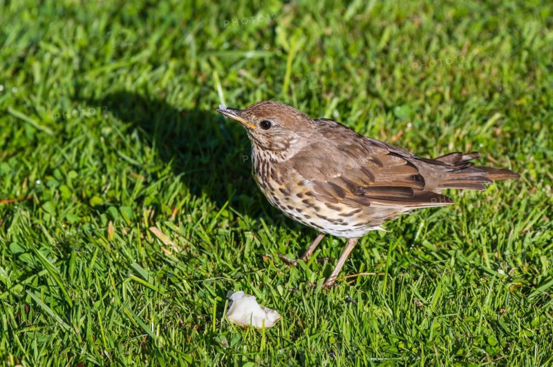 Hedge Sparrow
