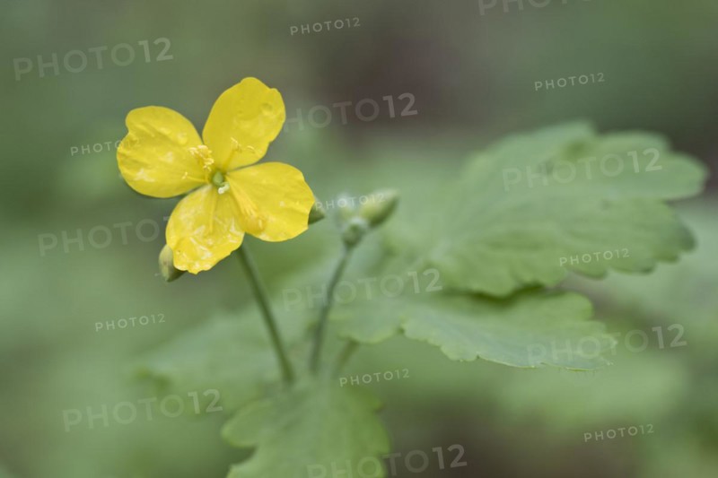 Greater celandine