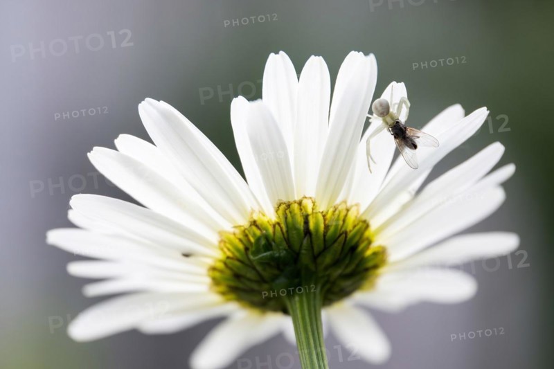 Goldenrod crab spider