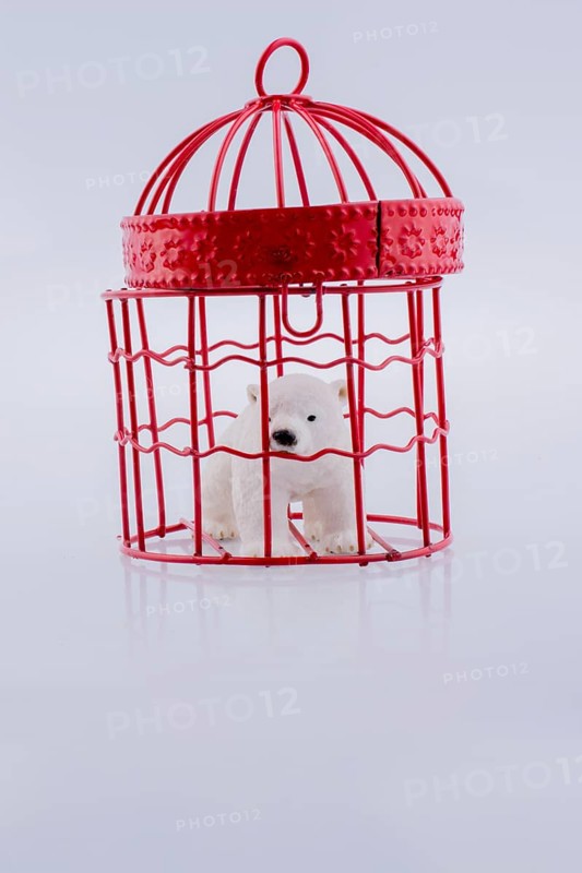 Polar bear captive in cage on white background