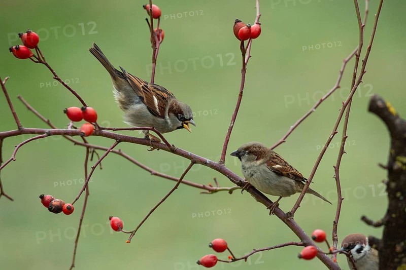 Tree sparrow two birds sitting on branches with red rose hips calling to each other seeing