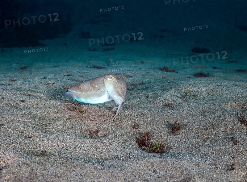 Common cuttlefish