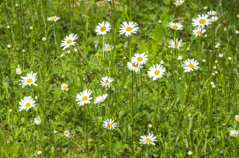 Green meadow full of flowering daisies