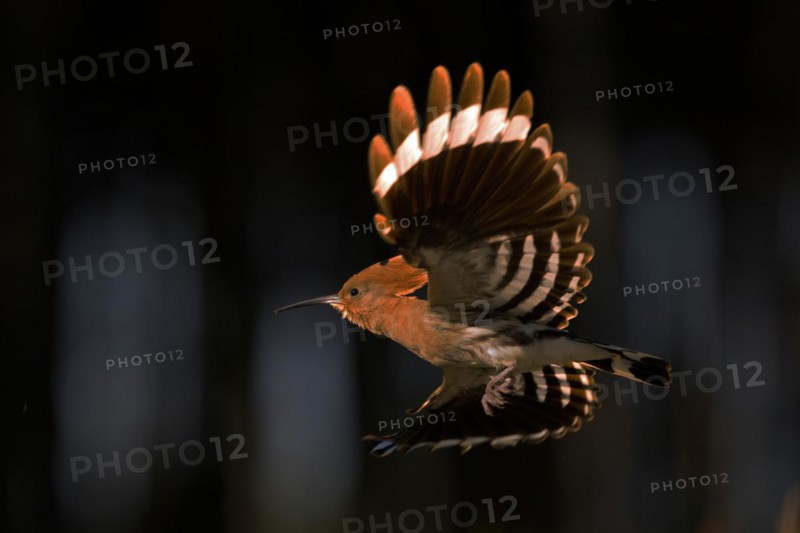 Hoopoe