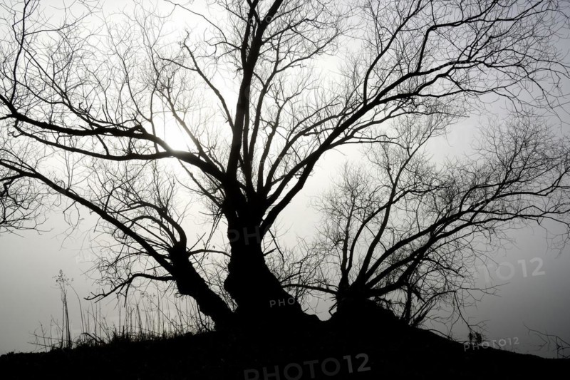 Foggy atmosphere at Lake Moehne