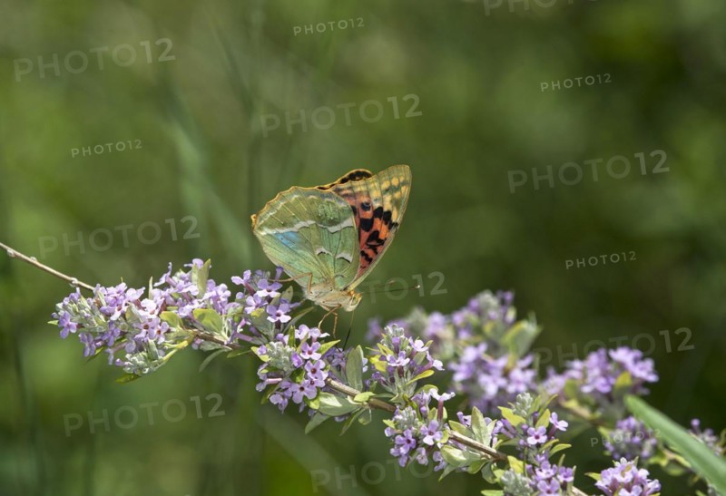 Butterfly Cardinal