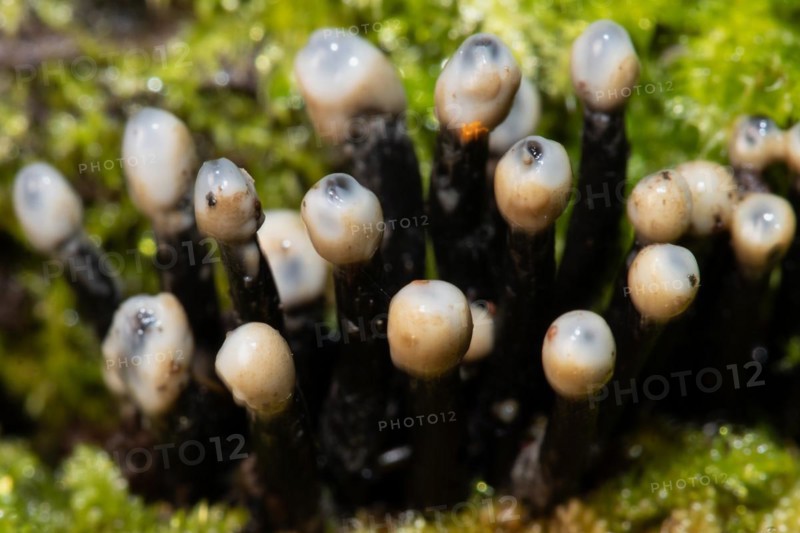 Conidia black cup secondary fruiting form several black rough stems and egg-shaped milk-white heads next to each other in green moss