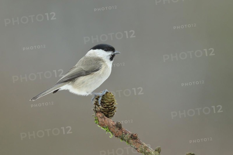 Willow tit