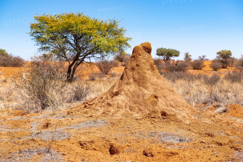 Kalahari
