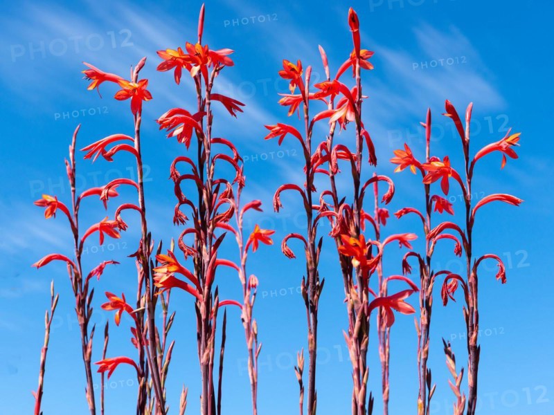 Sandveld lily