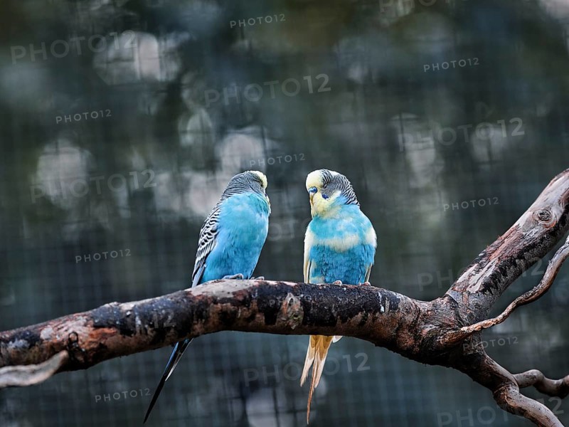 Two blue budgies