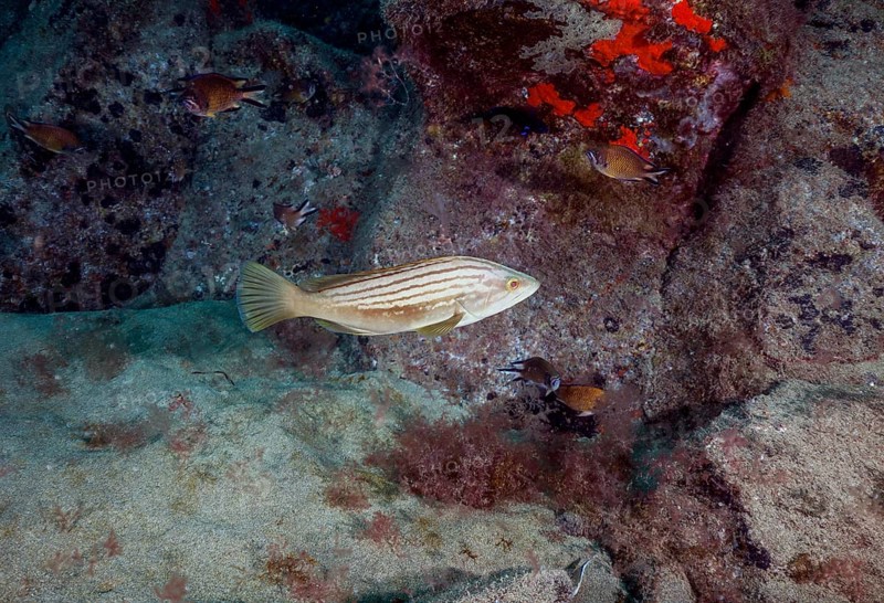 Goldblotch grouper