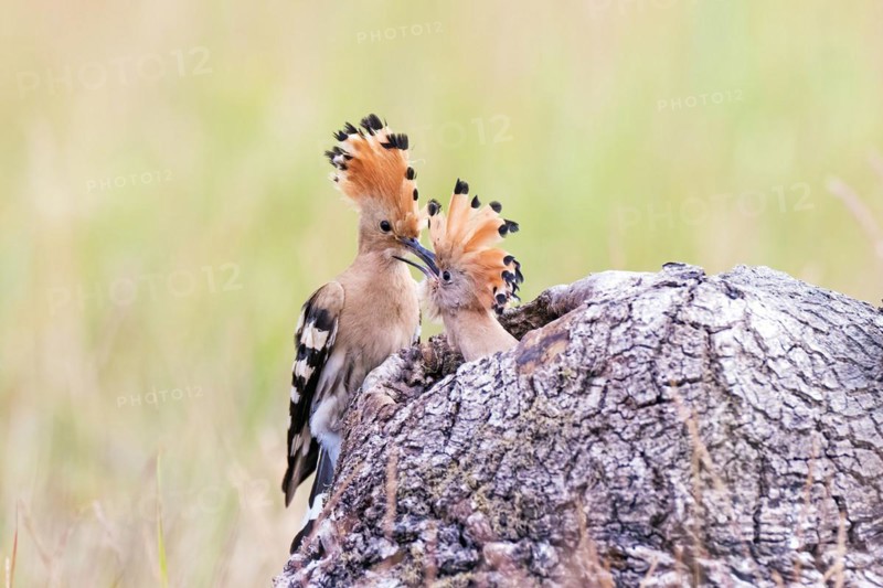 Hoopoe