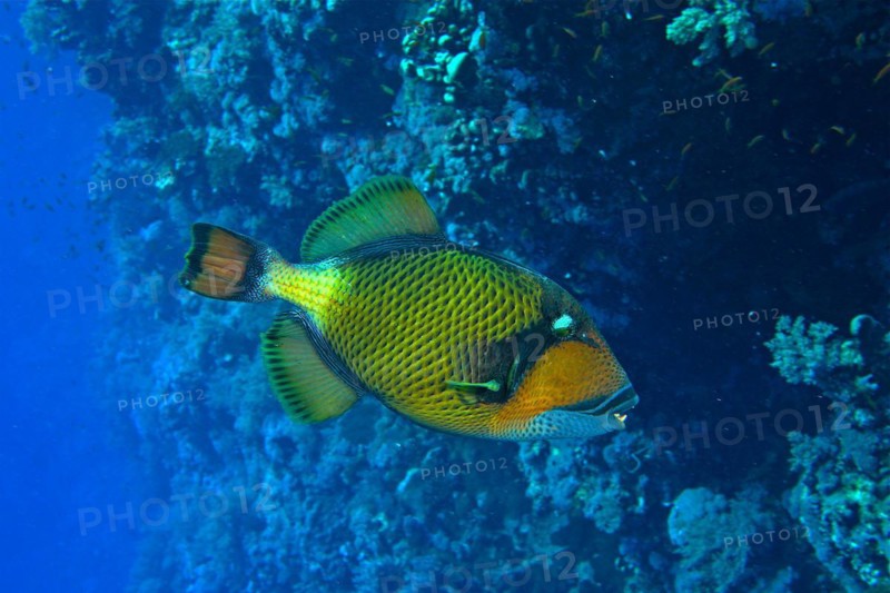 Titan triggerfish