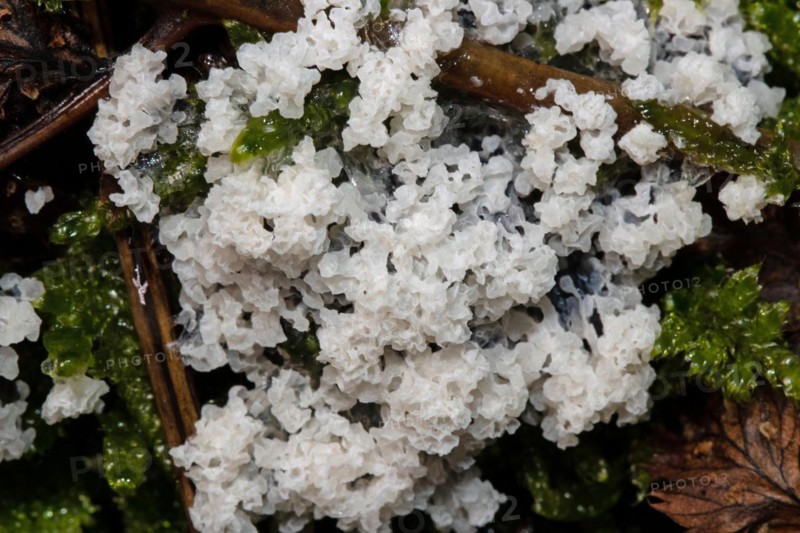 Foam slime mould milk coffee brown crusty fruiting body