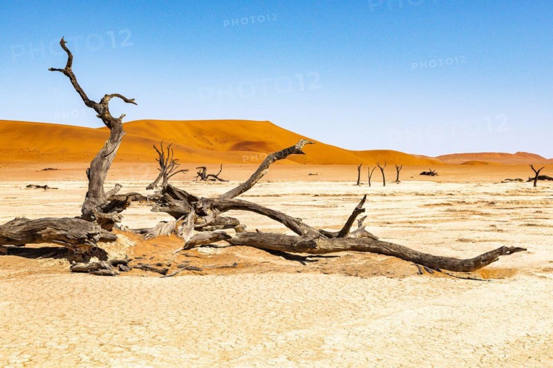 Dead camelthorn tree