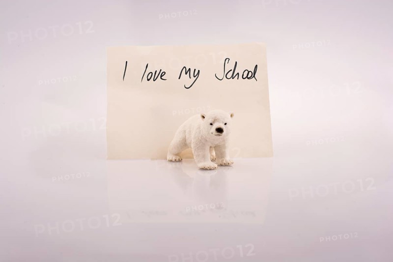 Polar bear model and love of school on a white background
