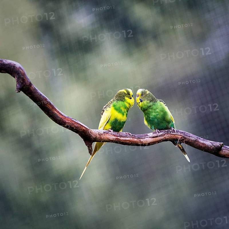 Two budgies