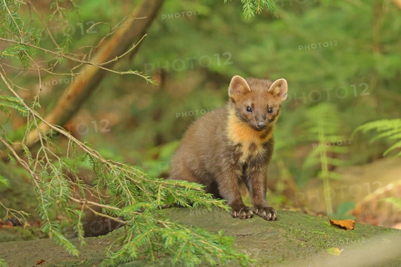 European pine marten