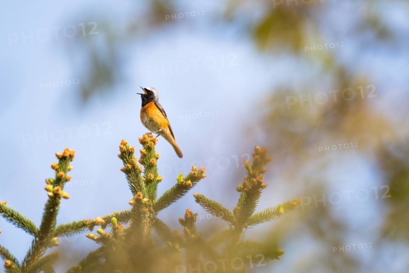 Common redstart