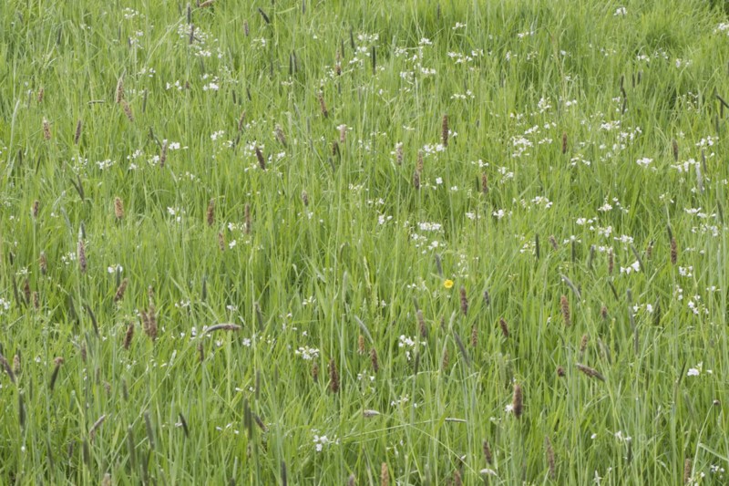 Meadow with meadow foxtail