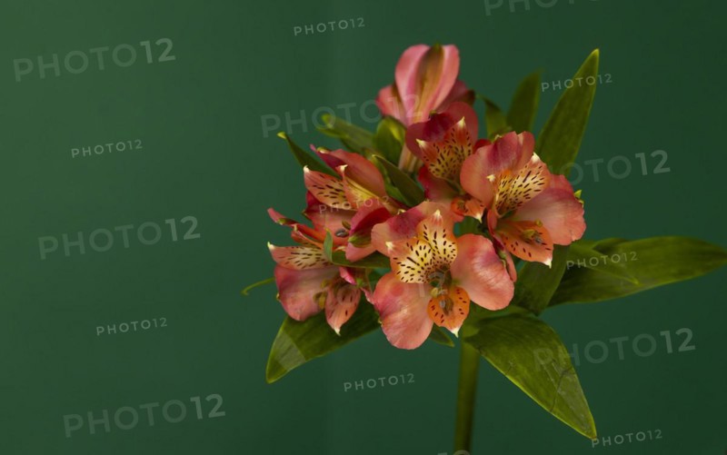 Decorative Golden Inca Lily on a Green Background