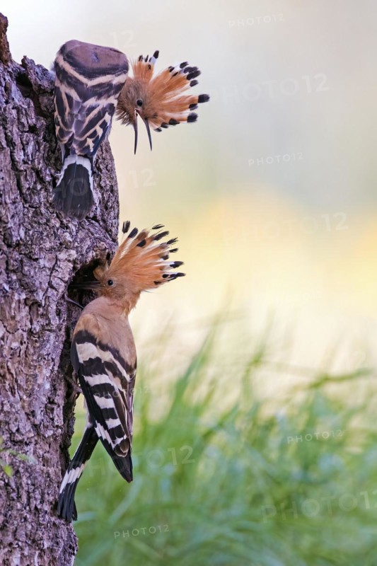 Hoopoe