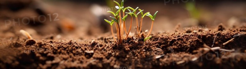 Row of budding sprouts out of moist soil