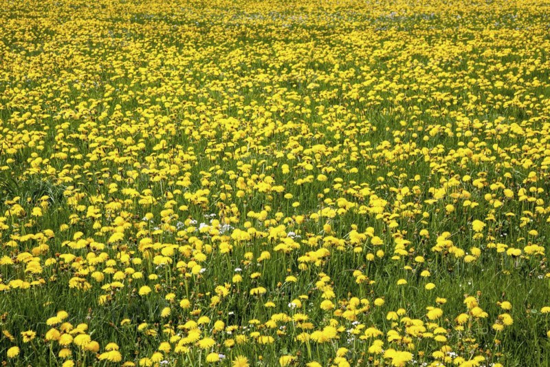 Meadow with flowering common dandelion